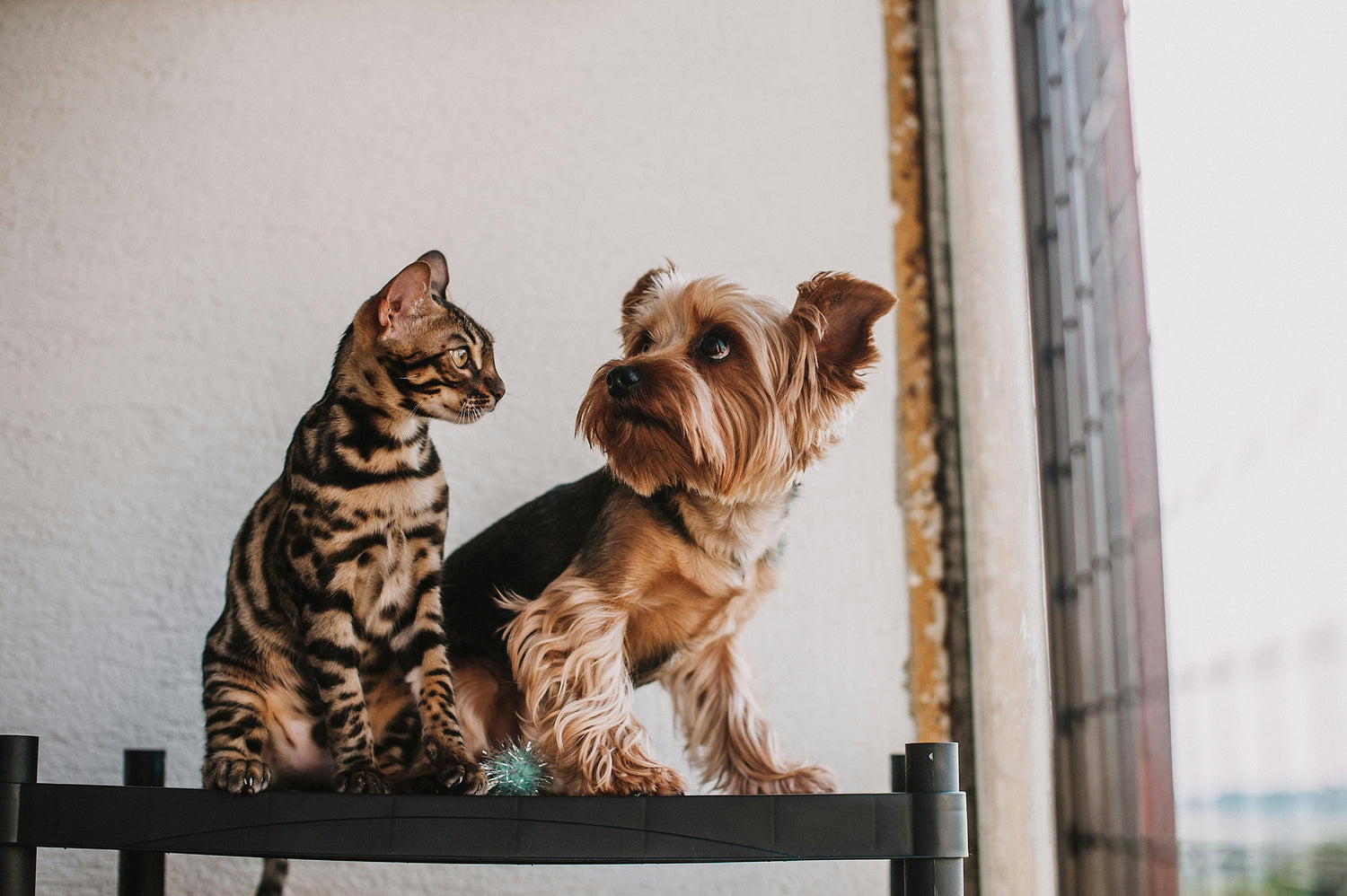 Mascotas